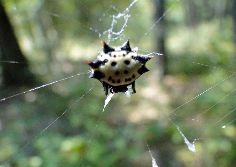Spinybacked orbweaver(Gasteracantha cancriformis) DSC01771