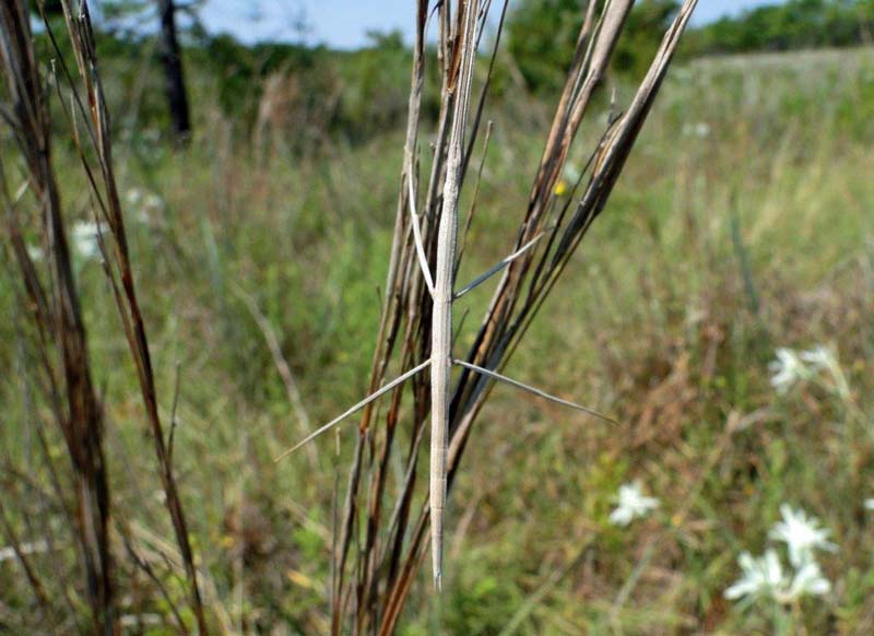 Walking stick DSC01763