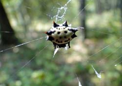 Spinybacked orbweaver(Gasteracantha cancriformis) DSC01771